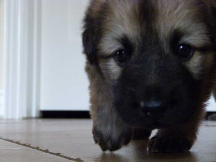 chinook dog